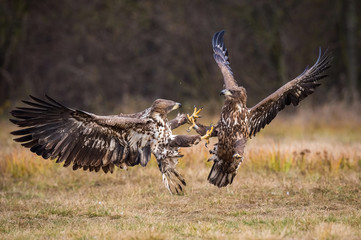 Wall Mural - The White-tailed Eagles, Haliaeetus albicilla are fighting in autumn color environment of wildlife. Also known as the Ern, Erne, Gray Eagle, Eurasian Sea Eagle. They threaten with its claws. ..