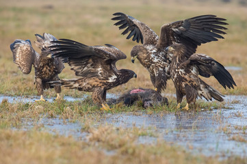 Wall Mural - The White-tailed Eagles, Haliaeetus albicilla are fighting in autumn color environment of wildlife. Also known as the Ern, Erne, Gray Eagle, Eurasian Sea Eagle. They threaten with its claws. ..