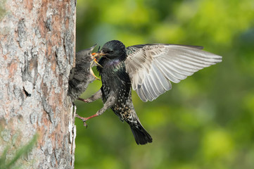 The Common Starling, Sturnus vulgaris is flying with some insect to feed its chick, the young bird is opening its beak to be feeded, pretty golden light, green background