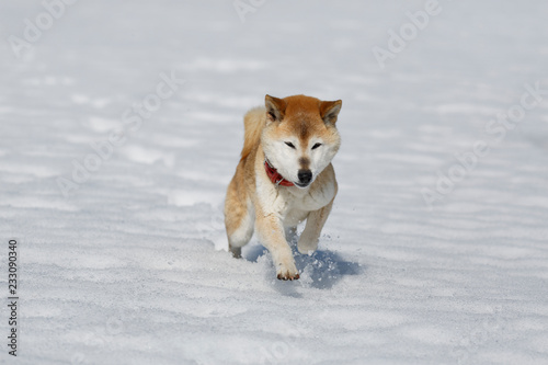 雪を蹴散らして走ってくる柴犬 Stock Photo Adobe Stock 雪を蹴散らして走ってくる柴犬 Stock Photo Adobe Stock