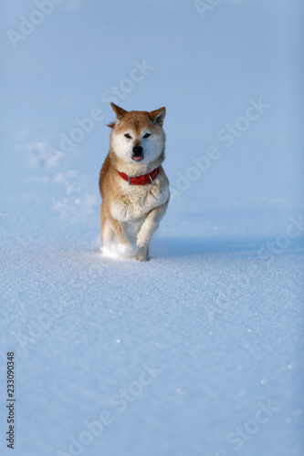 雪を蹴散らして走ってくる柴犬 Stock Photo Adobe Stock 雪を蹴散らして走ってくる柴犬 Stock Photo Adobe Stock