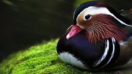 Wall Mural - mandarin duck resting on mossy rock