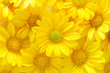 Leinwandbild Motiv yellow chrysanthemum flowers