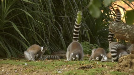 Wall Mural - group of ring tailed lemur