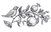 Realistic Hand Drawing Of Nightingale And Branch With Pomegranate Isolated On White Background.