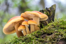 Shot Of Group Edible Mushrooms Known As Enokitake
