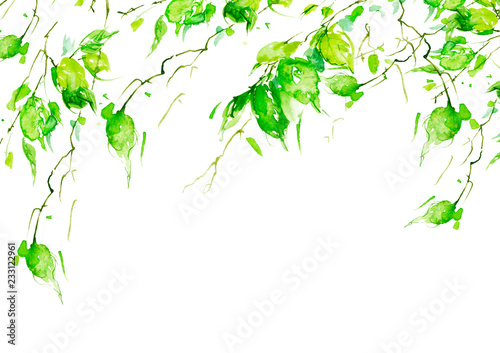 Watercolor Drawing A Branch Of A Birch An Apple Tree A Cherry A Poplar With Leaves