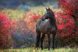 Fototapeta Fototapety z końmi - Bay stallion standing in crataegus trees