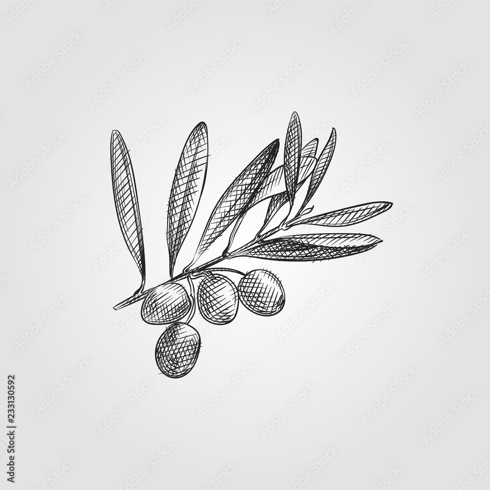 Hand Drawn Olive branch Sketch Symbol isolated on white background ...