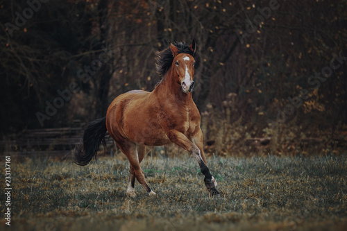 Bay horse runs in the autumn field Tableau sur Toile