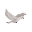 Dove in flying with wide open wings. Bird with gray plumage. Flat vector element for ornithology book