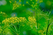 Yellow Tiny Flowers