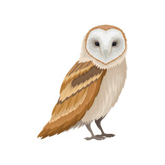 barn owl with white face and brown wings, side view. wild forest bird. ornithology theme. flat vecto