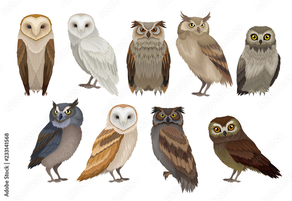 Flat vector set of different species of owls. Wild forest birds. Flying creatures. Elements for ornithology book - obrazy, fototapety, plakaty 
