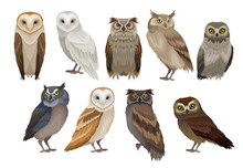 Flat Vector Set Of Different Species Of Owls. Wild Forest Birds. Flying Creatures. Elements For Ornithology Book