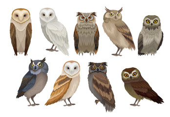 flat vector set of different species of owls. wild forest birds. flying creatures. elements for orni