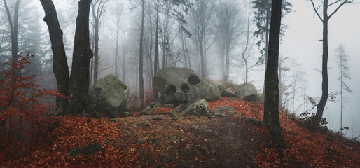 Poster - Fairy tale foggy forest during autumn moody morning