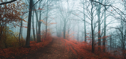 Poster - Fairy tale foggy forest during autumn moody morning