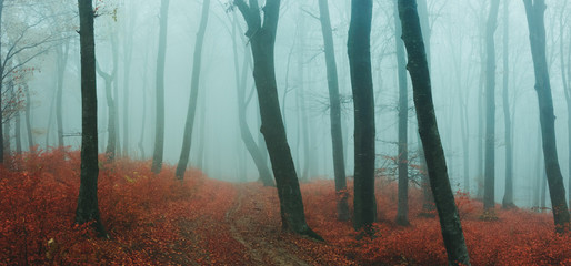 Poster - Fairy tale foggy forest during autumn moody morning
