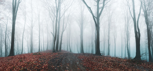 Poster - Fairy tale foggy forest during autumn moody morning