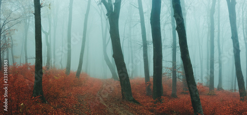 Fairy tale foggy forest dur...