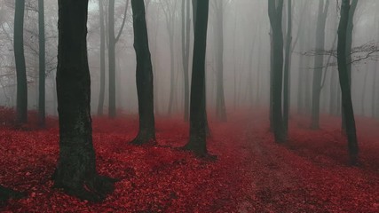Poster - Slowly panning over trail covered in red leaves in spooky foggy forest. Fairy tale woods in autumn moody morning