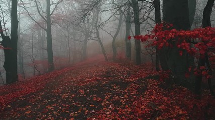 Wall Mural - Static shot. Red tree leaves in foggy forest during magical autumn morning. Fairy tale woods