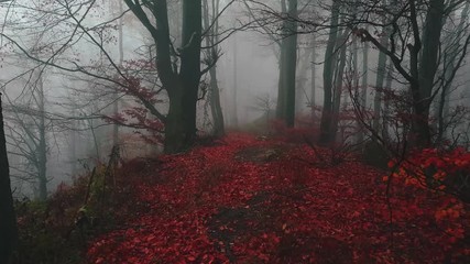 Poster - Walking through dark fantasy foggy forest with red leaves on the ground. Mist in the woods during autumn morning