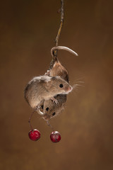 Poster - A pair of harvest mice on a twig with red berries
