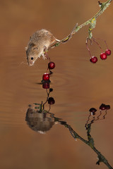 Aufkleber - Harvest mouse on twig over water