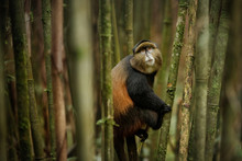 Wild And Very Rare Golden Monkey In The Bamboo Forest. Unique And Endangered Animal Close Up In Nature Habitat. African Wildlife. Beautiful And Charismatic Creature. Cercopithecus Kandti.