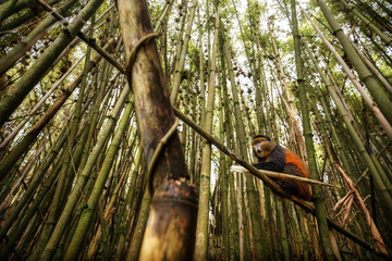 Wild and very rare golden monkey in the bamboo forest. Unique and endangered animal close up in nature habitat. African wildlife. Beautiful and charismatic creature. Cercopithecus kandti.