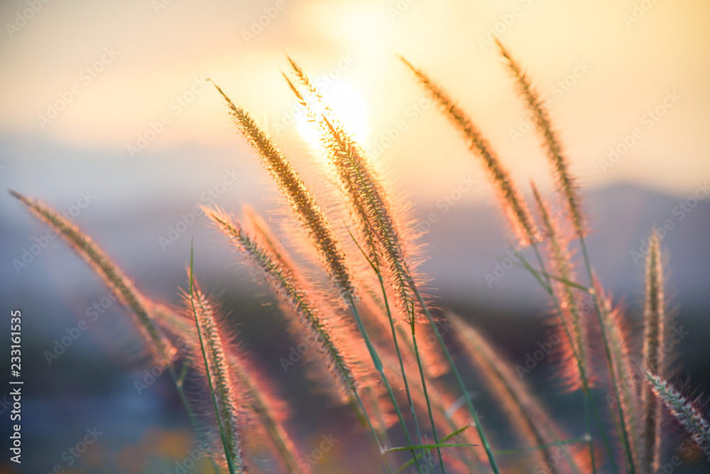 Feather Pennisetum, Mission Grass with the backlight of sunlight in the sunset times. Abstract background concept.