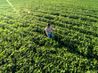 © Zoran Zeremski - Aerial view of young farmer walking in a soybean field and examining crop.