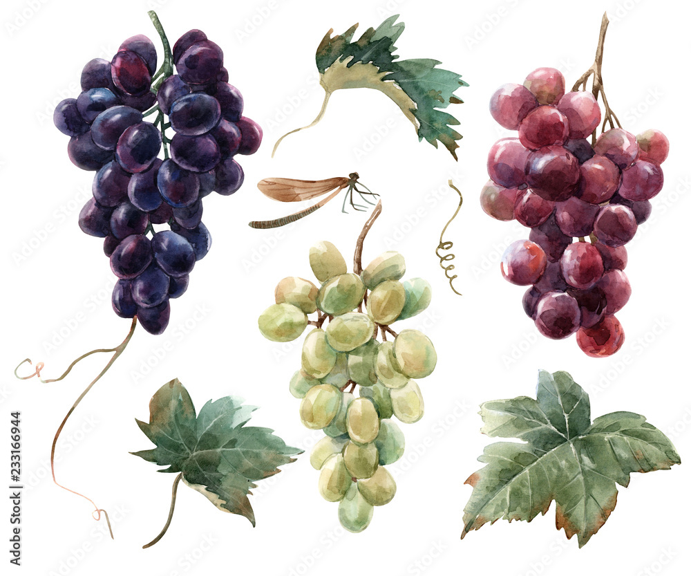 Watercolor grape set - obrazy, fototapety, plakaty 
