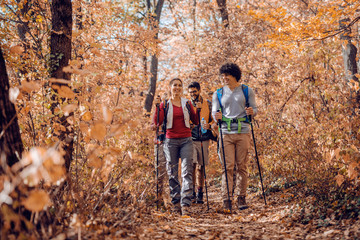 Wall Mural - Hikers exploring forest.