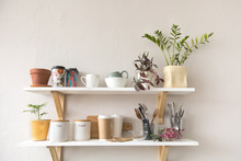 Pots With Various Houseplants And Assorted Dishware Standing On Shelf In Cozy Kitchen