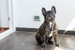 French Bulldog Brindle color portraiture in a domestic background.