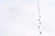 Fox foot animal tracks in the snow