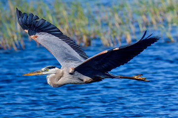 Wall Mural - great blue heron