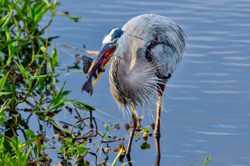 Poster - Great Blue Heron