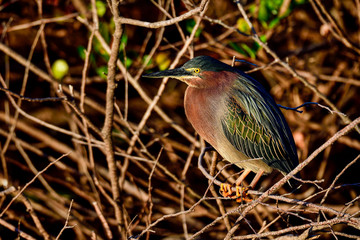 Wall Mural - green heron