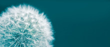 Dandelion Head Macro Closeup Photo Isolated On A Green Cyan Background In Wide Panorama Format And Large Empty Space. Photo Color Toned With Green And Blue Filter.