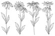 Vector set with outline Rudbeckia hirta or black-eyed Susan flower bunch, ornate leaf and bud in black isolated on white background. Contour Rudbeckia flowers for summer design or coloring book.