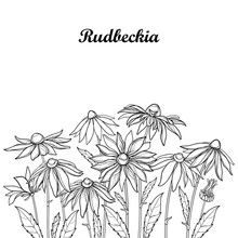 Vector Bouquet With Outline Rudbeckia Hirta Or Black-eyed Susan Flower, Ornate Leaf And Bud In Black Isolated On White Background. Contour Rudbeckia Bunch For Summer Design And Coloring Book.