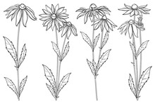 Vector Set With Outline Rudbeckia Hirta Or Black-eyed Susan Flower Bunch, Ornate Leaf And Bud In Black Isolated On White Background. Contour Rudbeckia Flowers For Summer Design Or Coloring Book.