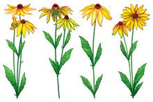 Vector Set With Outline Rudbeckia Hirta Or Black-eyed Susan Flower Bunch, Ornate Green Leaf And Bud In Yellow Isolated On White Background. Contour Rudbeckia Flowers For Summer Design.