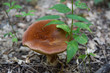 Forest mushroom.