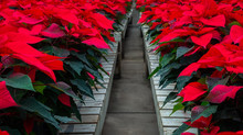 Rows Of Red Poinsettia Flowers In Greenhouse 