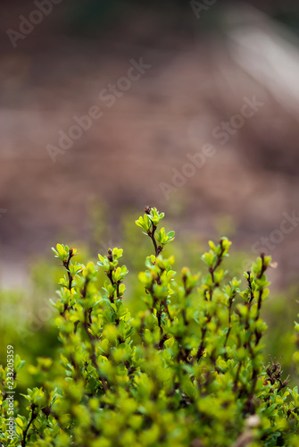 Fotografía Tiny, young leaves begin to form on a barberry bush in a spring garden